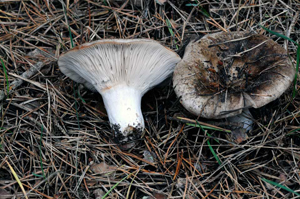 When first seen it appears to be a white Lactarius but it never exudes any latex.